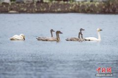 湖北当阳：小天鹅连续6年“打卡”越冬